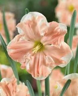  Нарцис - Apricot Whirl
