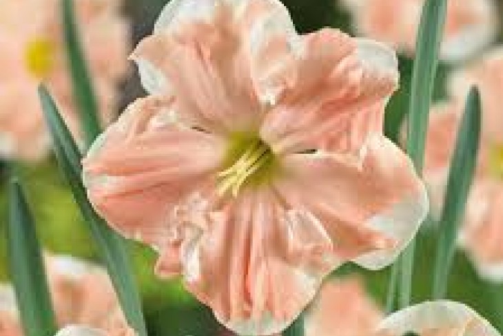  Нарцис - Apricot Whirl