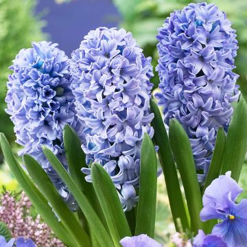 Зюмбюли (0)
